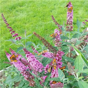 Buddleia 'Candy Pink'